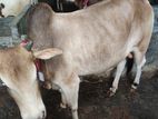 Qurbani Cattle for sale No- 21