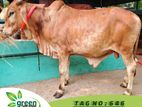 Qurbani Cattle for sale Tag- 646 LW- 270 KG
