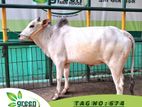 Qurbani Cattle for sale Tag- 674 LW- 230 KG