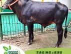 Qurbani Cattle for sale Tag- 690 LW- 250 KG Fixed Price
