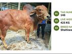 Qurbani cattle for sale (Tag No- 148 ) (Fixed Price)