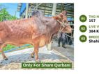 Qurbani cattle for sale (Tag No- 157 ) (Fixed Price)