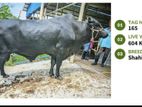 Qurbani cattle for sale (Tag No- 165) (Fixed Price)