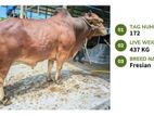 Qurbani cattle for sale (Tag No- 172) (Fixed Price)