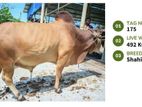 Qurbani cattle for sale (Tag No- 175) (Fixed Price)