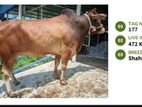Qurbani cattle for sale (Tag No- 177) (Fixed Price)