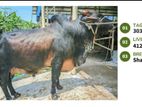 Qurbani cattle for sale (Tag No- 303) (Fixed Price)