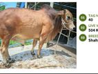 Qurbani cattle for sale (Tag No- 40) (Fixed Price)