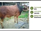 Qurbani cattle for sale (Tag No- 601 ) (Fixed Price)