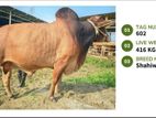 Qurbani cattle for sale (Tag No- 602) (Fixed Price)