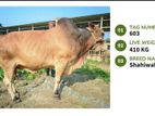 Qurbani cattle for sale (Tag No- 603 ) (Fixed Price)