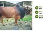 Qurbani cattle for sale (Tag No- 604 ) (Fixed Price)