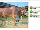 Qurbani cattle for sale (Tag No- 605 ) (Fixed Price)
