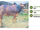 Qurbani cattle for sale (Tag No-607 ) (Fixed Price)