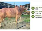 Qurbani cattle for sale (Tag No- 608) (Fixed Price)