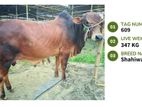 Qurbani cattle for sale (Tag No- 609 ) (Fixed Price)