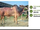 Qurbani cattle for sale (Tag No- 613 ) (Fixed Price)