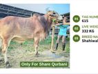 Qurbani cattle for sale (Tag No- 615) (Fixed Price)