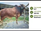 Qurbani cattle for sale (Tag No- 617 ) (Fixed Price)
