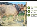 Qurbani cattle for sale (Tag No- 620 ) (Fixed Price)