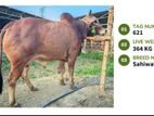 Qurbani cattle for sale (Tag No-621) (Fixed Price)