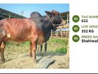 Qurbani cattle for sale (Tag No- 622) (Fixed Price)