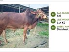 Qurbani cattle for sale (Tag No-623 ) (Fixed Price)