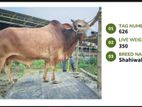 Qurbani cattle for sale (Tag No-626 ) (Fixed Price)
