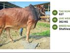 Qurbani cattle for sale (Tag No-627 ) (Fixed Price)