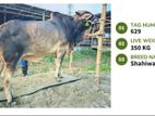 Qurbani cattle for sale (Tag No-629 ) (Fixed Price)