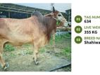 Qurbani cattle for sale (Tag No- 634) (Fixed Price)