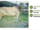 Qurbani cattle for sale (Tag No- 635) (Fixed Price)