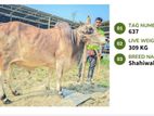 Qurbani cattle for sale (Tag No- 637 ) (Fixed Price)
