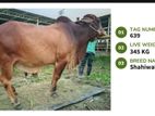 Qurbani cattle for sale (Tag No- 639 ) (Fixed Price)