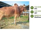 Qurbani cattle for sale (Tag No- 641) (Fixed Price)