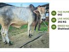 Qurbani cattle for sale (Tag No-642 ) (Fixed Price)