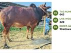 Qurbani cattle for sale (Tag No- 643) (Fixed Price)