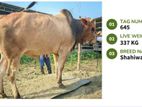 Qurbani cattle for sale (Tag No- 645) (Fixed Price)