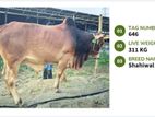 Qurbani cattle for sale (Tag No-646 ) (Fixed Price)