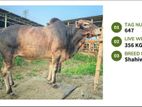 Qurbani cattle for sale (Tag No-647 ) (Fixed Price)