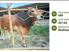 Qurbani cattle for sale (Tag No- 649 ) (Fixed Price)