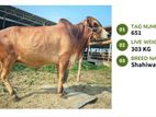 Qurbani cattle for sale (Tag No-651 ) (Fixed Price)