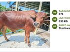Qurbani cattle for sale (Tag No-671 ) (Fixed Price)