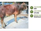 Qurbani cattle for sale (Tag No- 680)