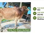 Qurbani cattle for sale (Tag No- 682) (price fixed)
