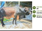 Qurbani cattle for sale (Tag No-99 ) (Fixed Price)