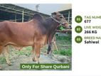 Qurbani cattle for sale (Tag Number- 677) (fixed price)