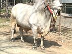 Qurbani cattle (Sultan) LW- 810 KG
