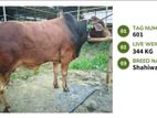Qurbani Cow Available (Tag No. 601) - (Fixed Price)