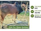 Qurbani Cow Available (Tag No. 616) - (Fixed Price)